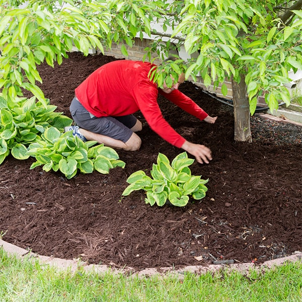 mulch installation typically ranges from $200 to $600 depending on the size of the area